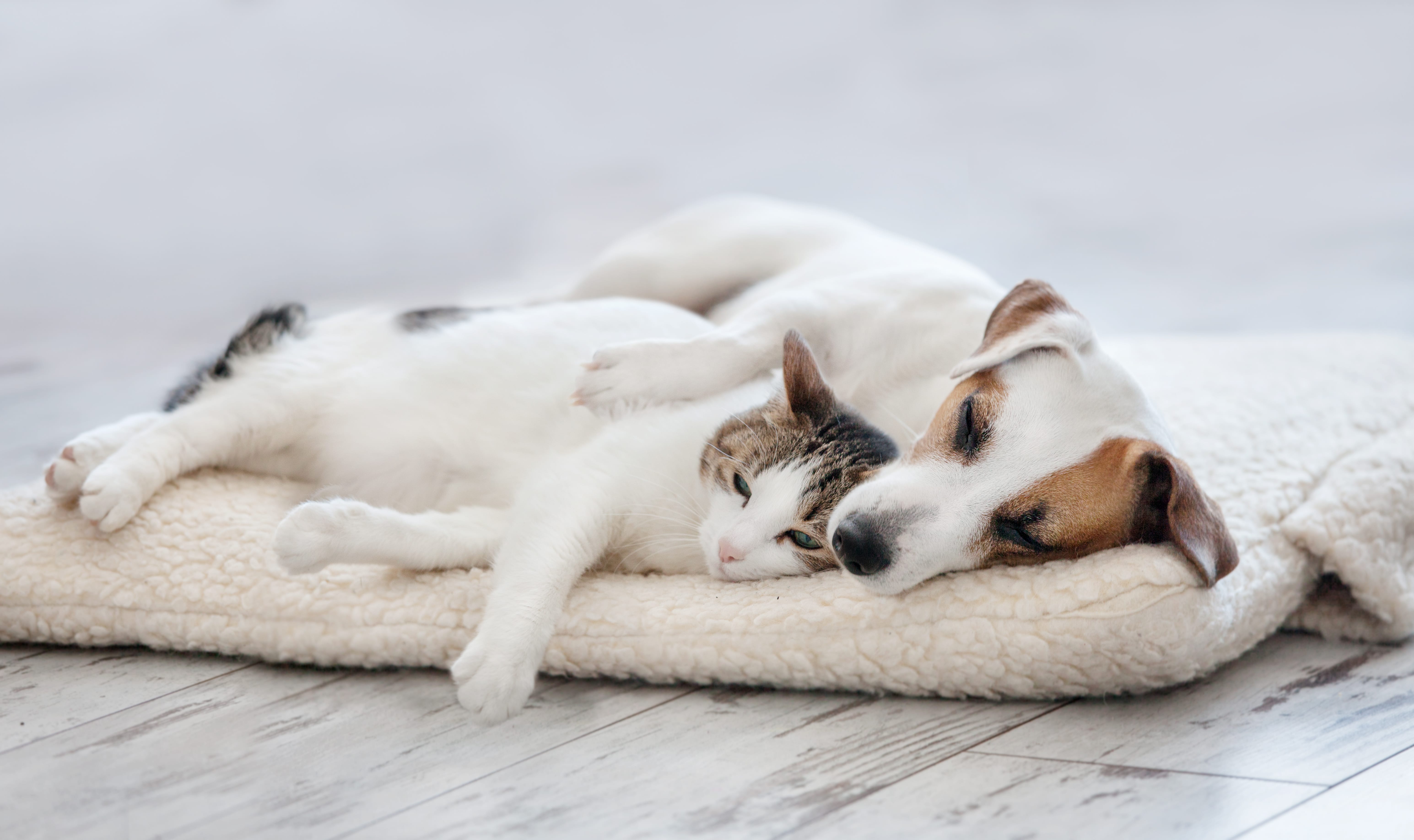 The Pros and Cons of Allowing Pets in a Rental Property in Dickson, TN